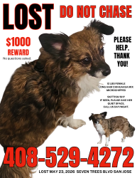 Lost Female Dog last seen Seven Trees Blvd & E Capitol Expy, San Jose, CA 95111