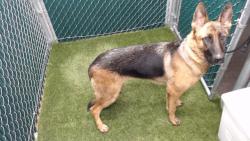 Shelter Stray Female Dog last seen , 11258 Garfield Ave, Downey, CA 90242, USA