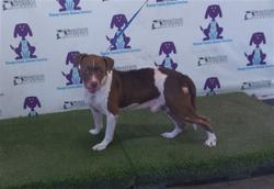 Shelter Stray Male Dog last seen , 2769 Conroy Rd, Orlando, FL 32839, USA
