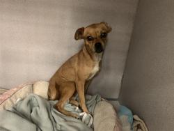 Shelter Stray Female Dog last seen 7TH ST & G ST, 2127 Front St, Sacramento, CA 95818, USA