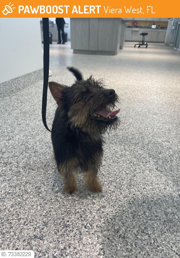 Found/Stray Male Dog last seen Stadium Parkway and Viera Blvd, Viera West, FL 32955
