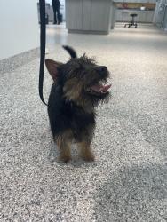 Found/Stray Male Dog last seen Stadium Parkway and Viera Blvd, Viera West, FL 32955