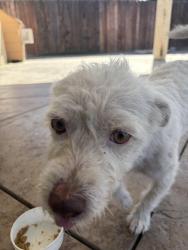 Found/Stray Male Dog last seen Columbus, Bakersfield, CA 93305