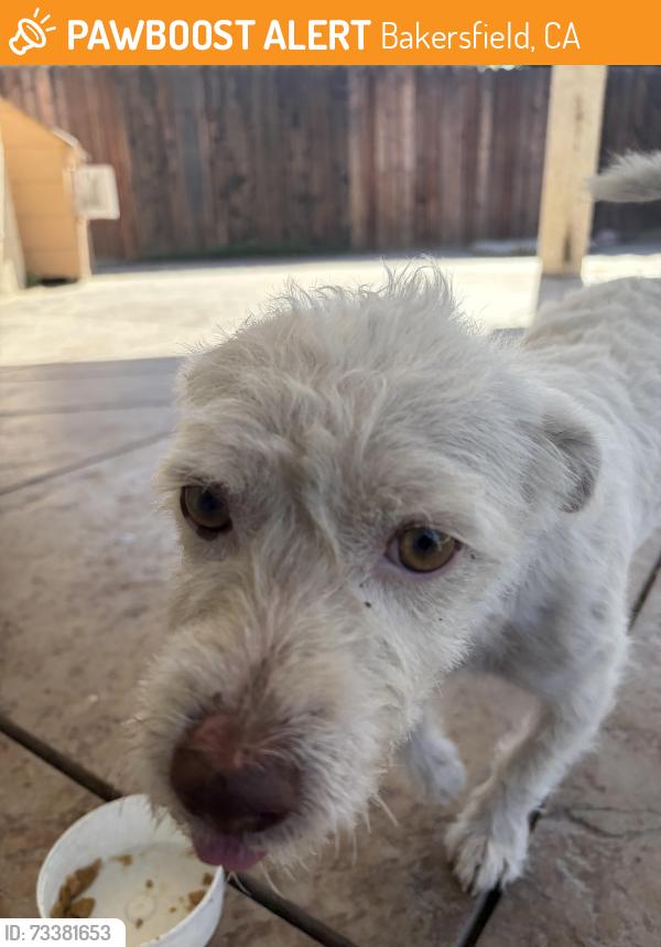 Found/Stray Male Dog last seen Columbus, Bakersfield, CA 93305