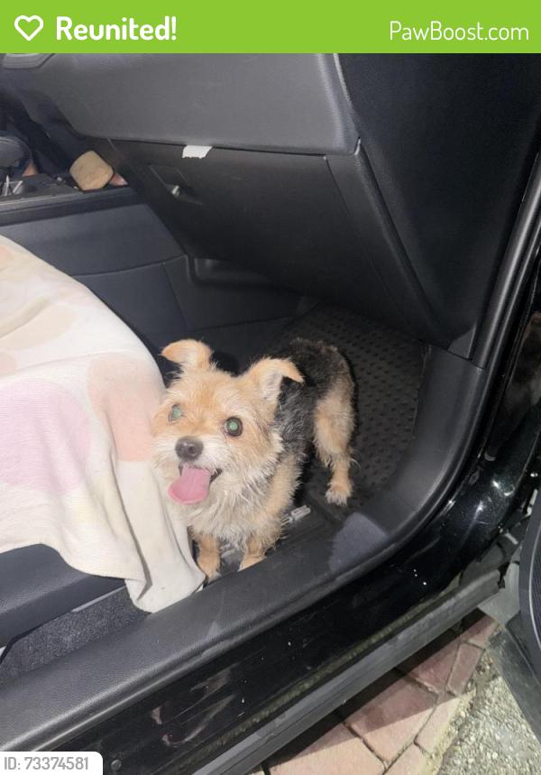 Reunited Male Dog last seen walking on street, Fontana, CA 92376