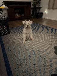Reunited Female Dog last seen Kingsmill Way, Citrus Heights, CA 95662