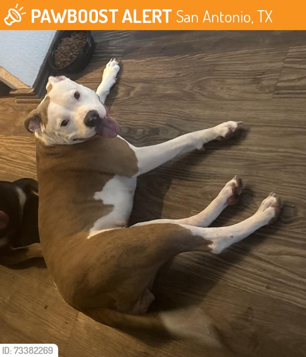 Found/Stray Female Dog last seen Near Cable Ranch rd, San Antonio, TX 78245