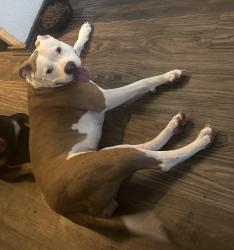 Found/Stray Female Dog last seen Near Cable Ranch rd, San Antonio, TX 78245