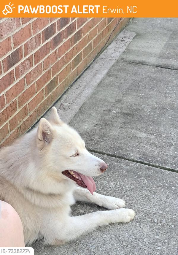 Found/Stray Male Dog last seen Crabapple lane, Erwin, NC 28339
