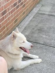 Found/Stray Male Dog last seen Crabapple lane, Erwin, NC 28339