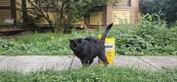 Found/Stray Unknown Cat last seen Linden Ave and Hartley Street, Shiloh, PA 17408