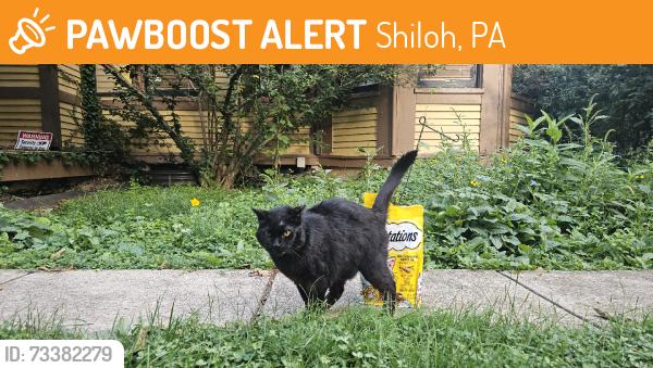 Found/Stray Unknown Cat last seen Linden Ave and Hartley Street, Shiloh, PA 17408