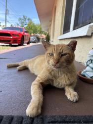 Lost Male Cat last seen 54th ave & 19, Lealman, FL 33714