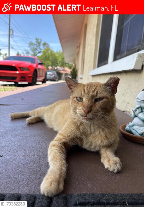 Lost Male Cat last seen 54th ave & 19, Lealman, FL 33714