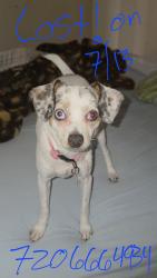Lost Female Dog last seen Near fox st diamond at prospect apmts, Denver, CO 80202