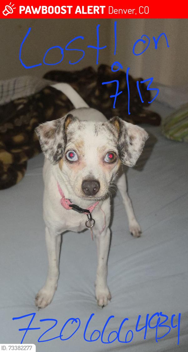 Lost Female Dog last seen Near fox st diamond at prospect apmts, Denver, CO 80202