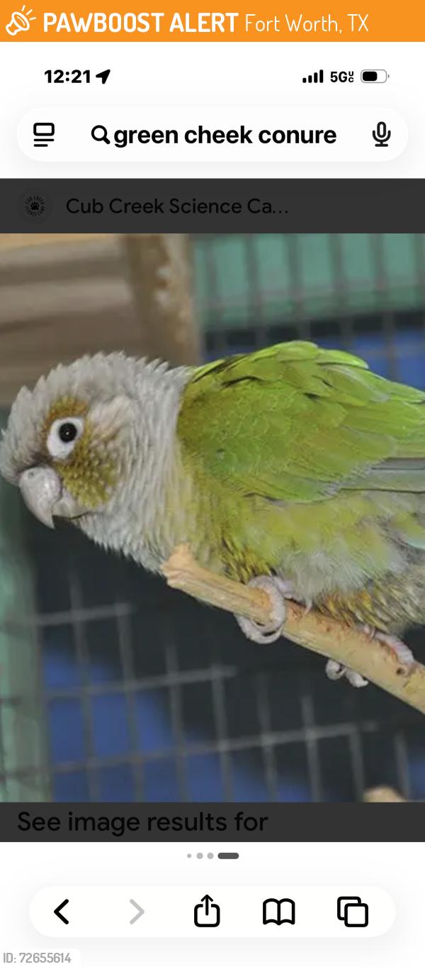 Found/Stray Unknown Bird last seen Marquita Drive, Fort Worth, TX 76116
