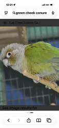 Found/Stray Unknown Bird last seen Marquita Drive, Fort Worth, TX 76116