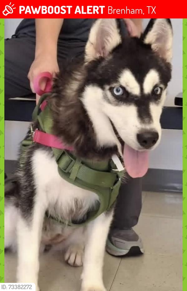 Lost Female Dog last seen 5177-5396 State highway 105, Brenham, TX 77833