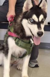 Lost Female Dog last seen 5177-5396 State highway 105, Brenham, TX 77833