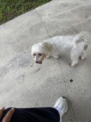 Found/Stray Female Dog last seen Ann storck center, Broadview Park, FL 33317