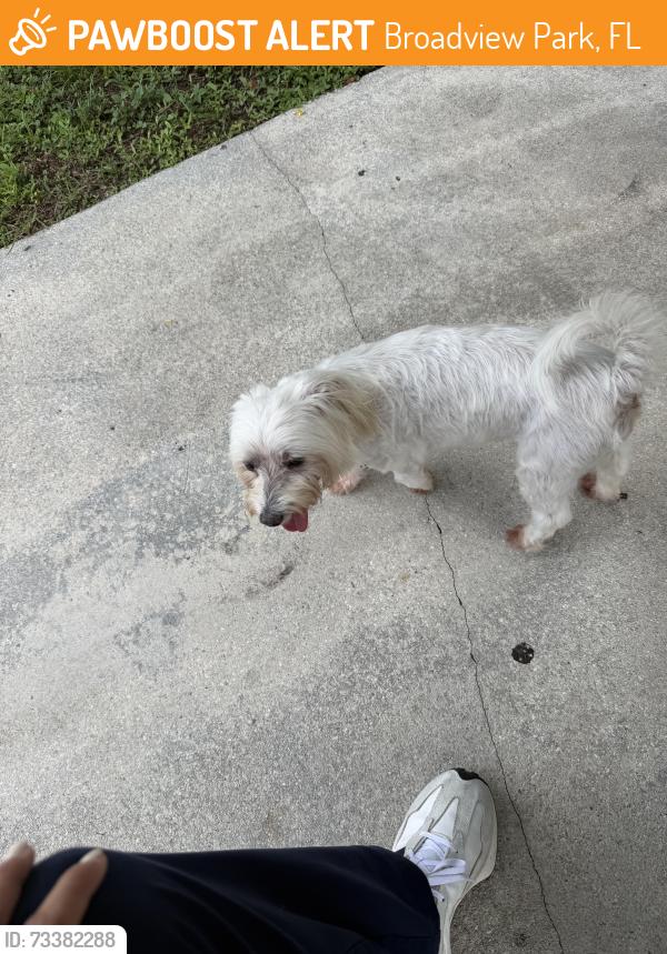 Found/Stray Female Dog last seen Ann storck center, Broadview Park, FL 33317