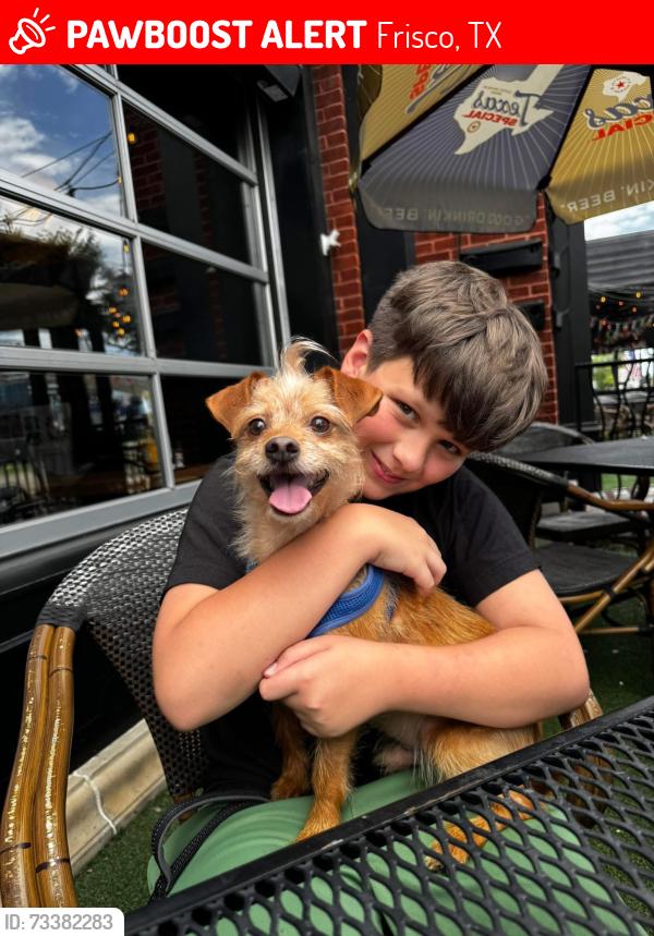 Lost Male Dog last seen Biloxi and coit, Frisco, TX 75035