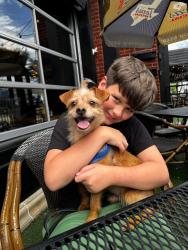 Lost Male Dog last seen Biloxi and coit, Frisco, TX 75035