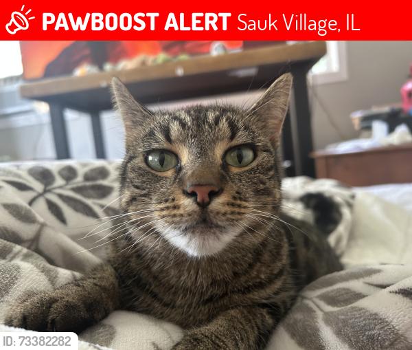 Lost Female Cat last seen Near 220th st Sauk villiage, Sauk Village, IL 60411