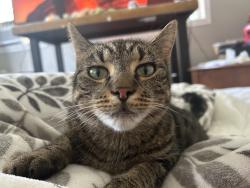 Lost Female Cat last seen Near 220th st Sauk villiage, Sauk Village, IL 60411