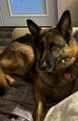 Reunited Male Dog last seen High Gables and Old Bark way, Cumming, GA 30041