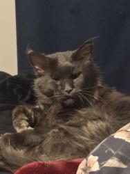 Lost Male Cat last seen Partridge drive ketley area, Telford and Wrekin, England 