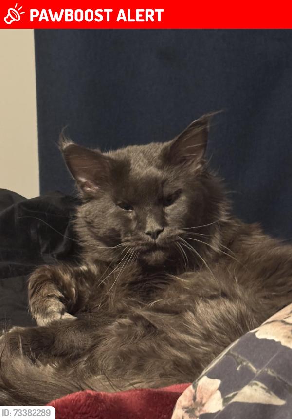 Lost Male Cat last seen Partridge drive ketley area, Telford and Wrekin, England 