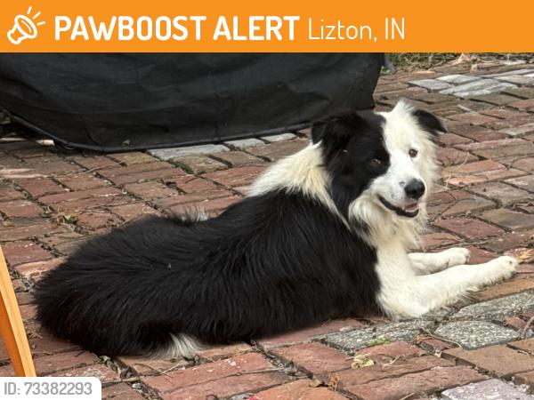 Found/Stray Female Dog last seen Hwy 136 in Lizton, Lizton, IN 46149