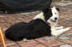 Found/Stray Female Dog last seen Hwy 136 in Lizton, Lizton, IN 46149
