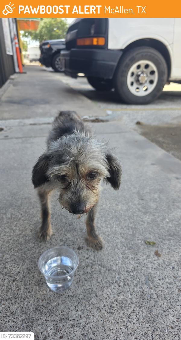 Found/Stray Male Dog last seen 23rd st and hackberry, McAllen, TX 78501