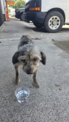 Found/Stray Male Dog last seen 23rd st and hackberry, McAllen, TX 78501
