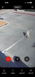 Found/Stray Unknown Dog last seen Hudson drive, Victorville, CA 92395