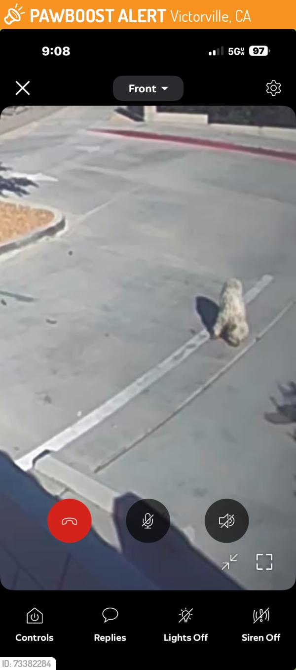 Found/Stray Unknown Dog last seen Hudson drive, Victorville, CA 92395