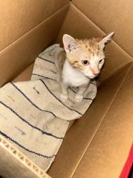 Found/Stray Male Cat last seen Flores, San Antonio, TX 78214