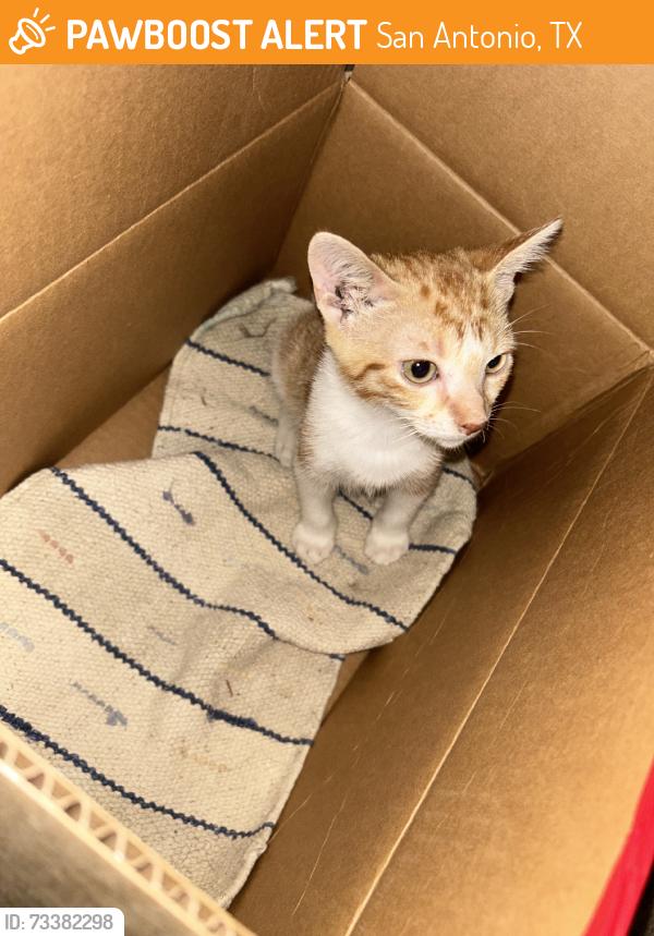 Found/Stray Male Cat last seen Flores, San Antonio, TX 78214