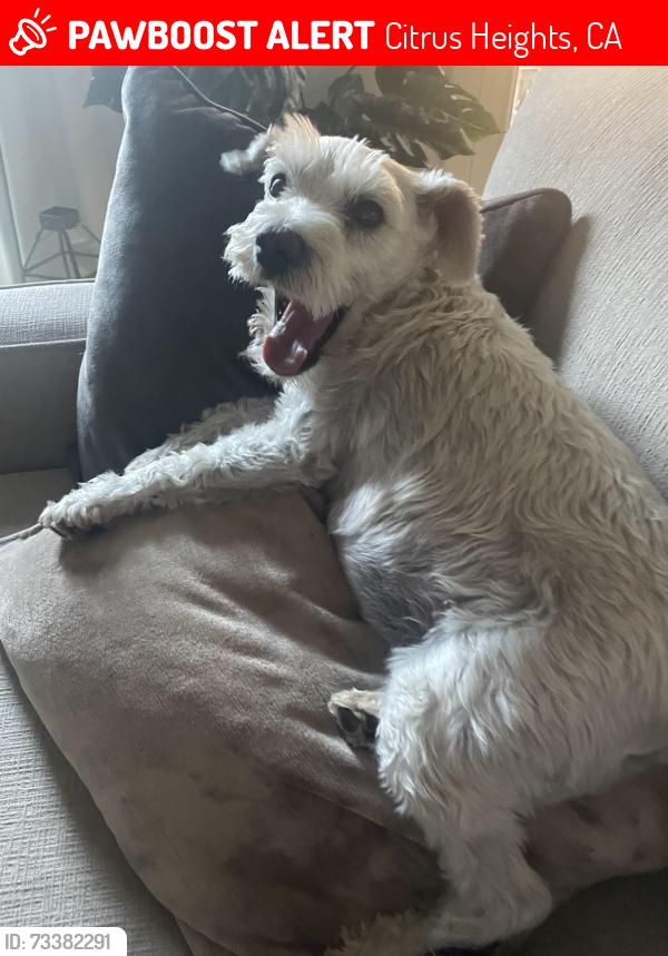 Lost Female Dog last seen Mansfield and Kenneth, Citrus Heights, CA 95610