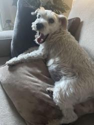 Lost Female Dog last seen Mansfield and Kenneth, Citrus Heights, CA 95610