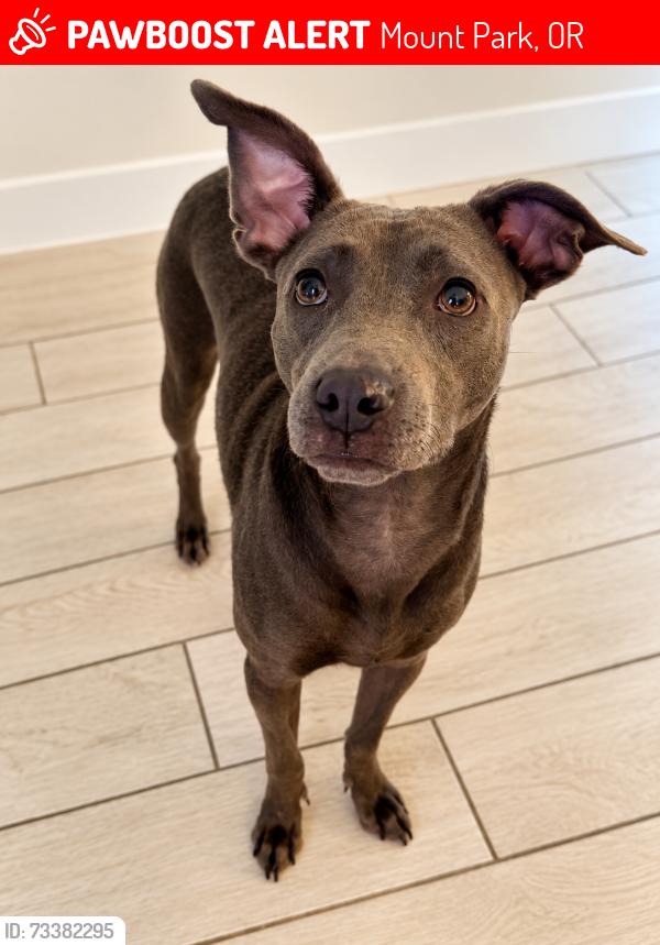 Lost Female Dog last seen Kerr Parkway & Mt. Jefferson Terrace, Mount Park, OR 97035