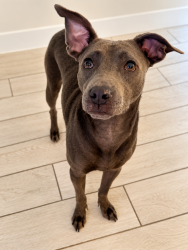 Lost Female Dog last seen Kerr Parkway & Mt. Jefferson Terrace, Mount Park, OR 97035