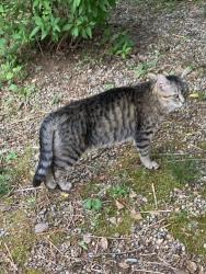 Found/Stray Female Cat last seen Backyard, Springfield, VA 22151
