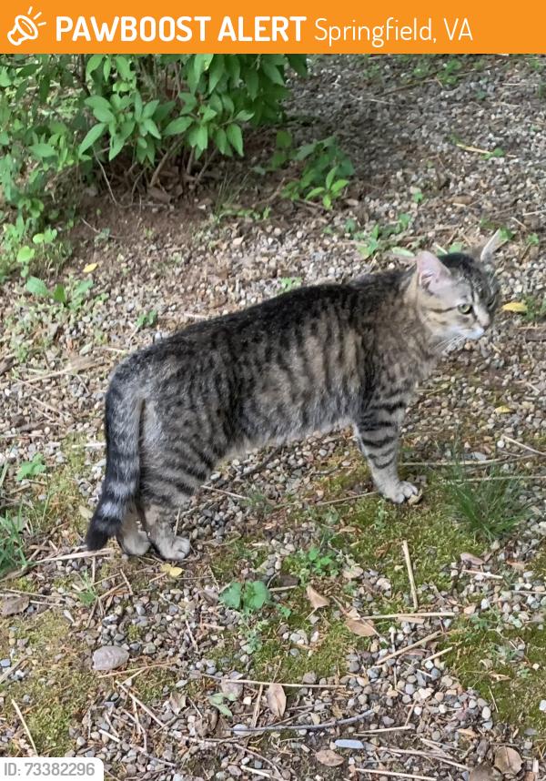 Found/Stray Female Cat last seen Backyard, Springfield, VA 22151