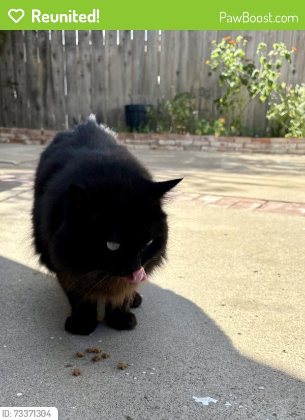 Reunited Unknown Cat last seen Fern & Cedar, San Diego, CA 92102