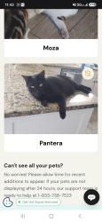Lost Female Cat last seen Ed Schmidt, limmer loop, adriana, Hutto, TX 78634
