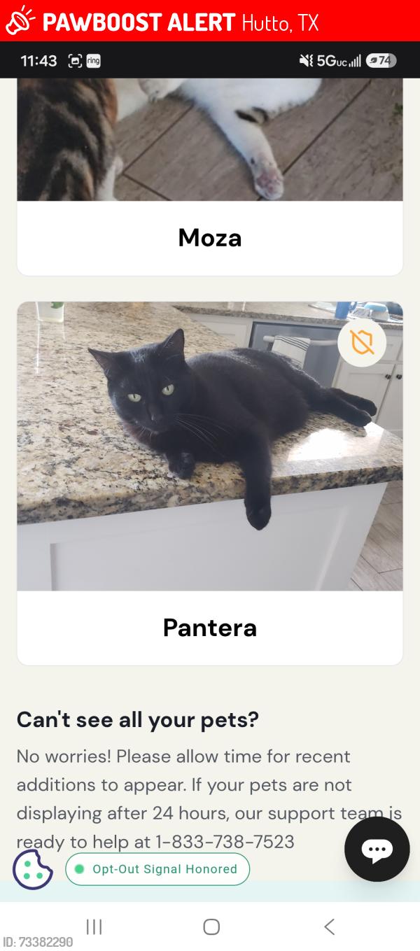 Lost Female Cat last seen Ed Schmidt, limmer loop, adriana, Hutto, TX 78634